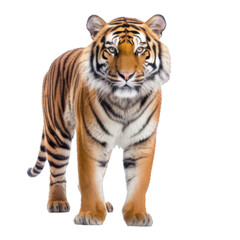 Obraz na płótnie Canvas white bengal tiger