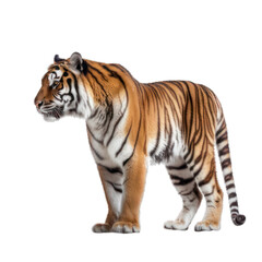 Fototapeta na wymiar tiger isolated
