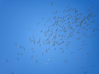 青空バックに優雅に群れ飛ぶユリカモメの大群