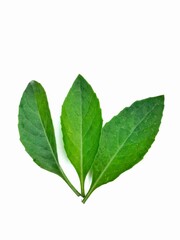 Fototapeta premium Three green mint pepper leaves isolated on white. Fresh mint leaves. Road clipping mint pepper.