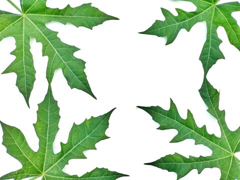 Papaya leaves on a white background