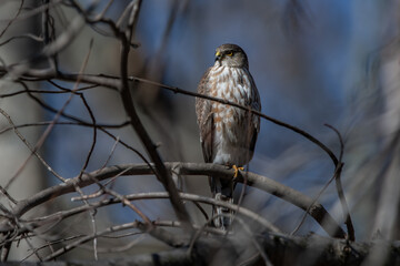 A sharp-shinned hawk perching on a tree branch.