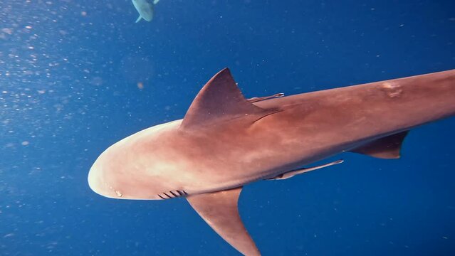 Bull sharks shiver group swiming in deep blue water close to surface