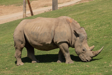 Obraz premium rhino in the zoo