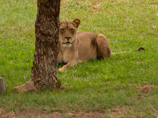 lion in the grass