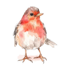 Cute Watercolor Red Robin Bird Standing Elegantly