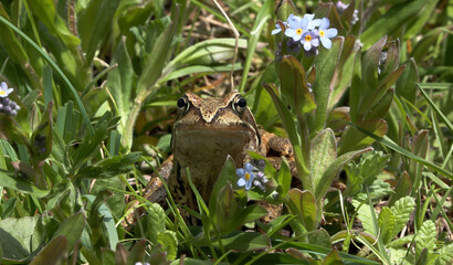 alpine frog or mountain frog (Rana temporaria)