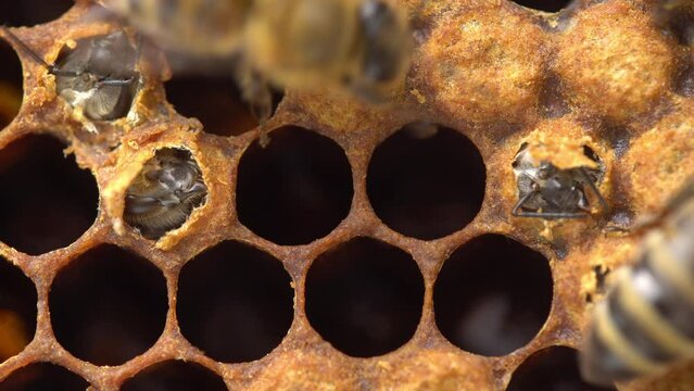 The Birth of a Bee. Honey Bee Brood, honeycomb. Brood care. Worker bee emerging from cell. The Honey Bee Life Cycle