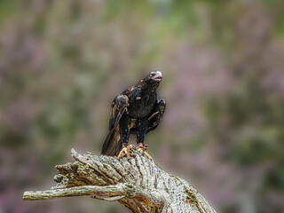 Wedgetail Eagle