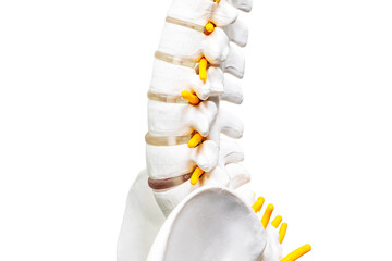 Isolated anatomy spine model on white space background.Orthopedic surgery education about herniated...