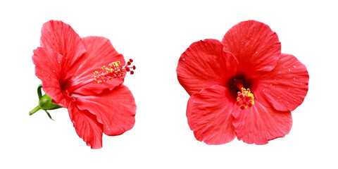 Red hibiscus flower on white.