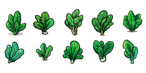spinach vector set collection graphic clipart design