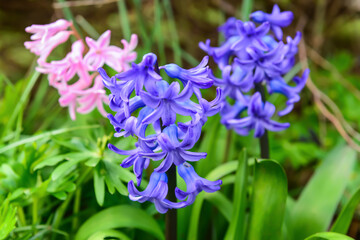 Beautiful hyacinth flower blooming on spring day, closeup