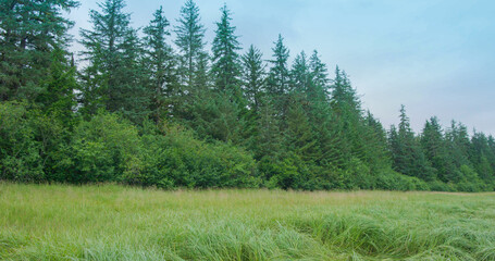 There is a piece of green grass by the river, the grass is slender and dense. Summer in Alaska: a picturesque river excursion aboard a small boat.