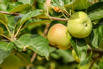 Two green apples on the tree itself