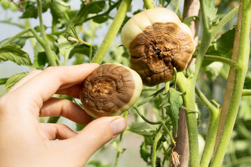 tomato disease, gardening problems, green rotten tomatoes in hand, phytophthora vegetables, crop...