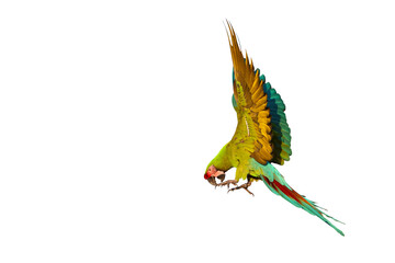 Beautiful great green macaw flying isolated on transparent background png file © Passakorn