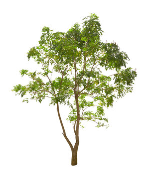 Millingtonia hortensis tree isolated
