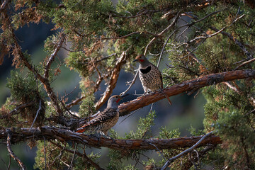Western Flickers in Evergreen Trees