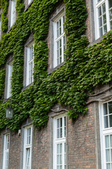 Fototapeta na wymiar Green wall of brick building. House covered with green leaves. Green architecture ecological structure. eco friendly building with vertical garden in modern city. Green tree forest on sustainable