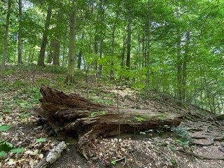 Nature photos, trail photos, outdoor nature photos