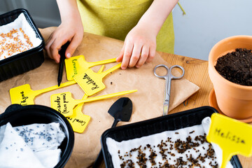 planting micro greenery at home, seeds and seedlings on a wooden table
