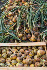 harvested onion in a wooden box, drying onions, vertical photo