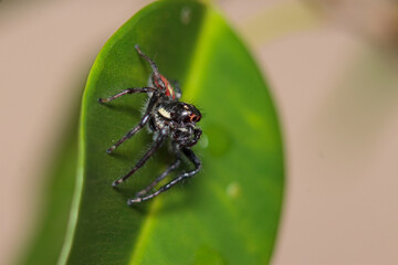 Aranha indo pra caça