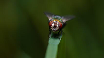 Mosca minimalista