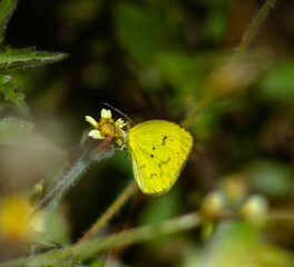 Borboleta Amarela