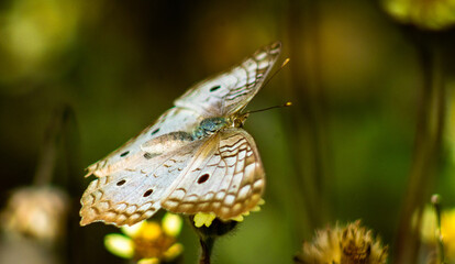 Borboleta em Repolso