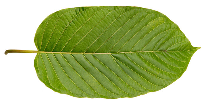 Mitragyna Speciosa Korth or Kratom leaf solated on white, Mitragyna Speciosa leaf Isolated on White background, With work path.