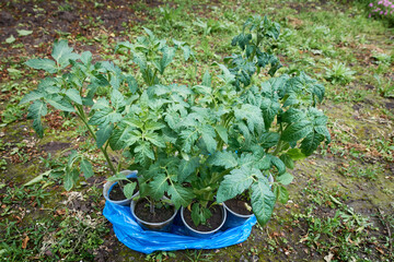 Tomato seedlings for planting in a village garden are grown in plastic cups.