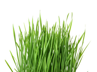 Obraz premium Fresh wheatgrass on white background