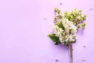 Blooming lilac flowers on color background