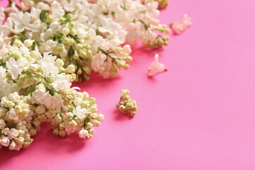 Blooming lilac flowers on pink background