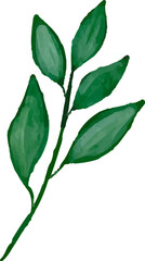 watercolor leaves, vector, design, illustration, graphic