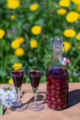 Homemade cherry brandy in two glasses and in a glass bottle on a wooden table in a summer garden