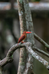 Ruddy Kingfisher in the mangroves of Thailand