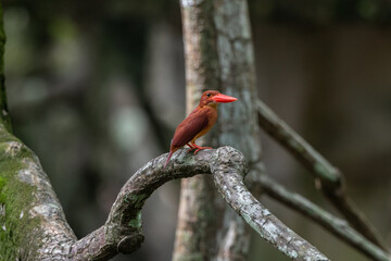 Ruddy Kingfisher in the mangroves of Thailand