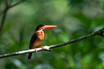 Ruddy Kingfisher in the mangroves of Thailand