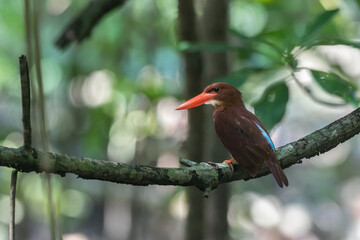 Ruddy Kingfisher in the mangroves of Thailand