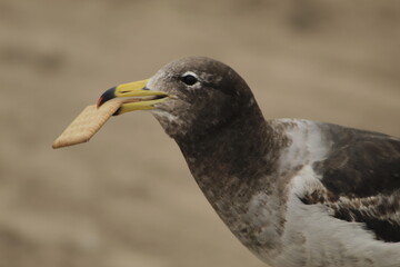 Feasting on the Scenic Coast: A Selective View of Wildlife and Nature at Sunsetseagull eating a cracker