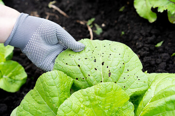 pests of the garden on Chinese cabbage, midges, caterpillars, gnawed vegetables with insects, the hands of a farmer or gardener hold a leaf