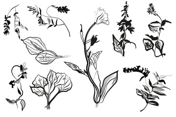 Black and white drawing of different flowers and leaves, made with a line and a spot