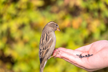 The boy feeds the birds with seeds from his hand. Sparrow eats seeds from the boy's hand