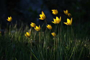 Yellow wild tulips in the park. Spring flowers. Selective focus.