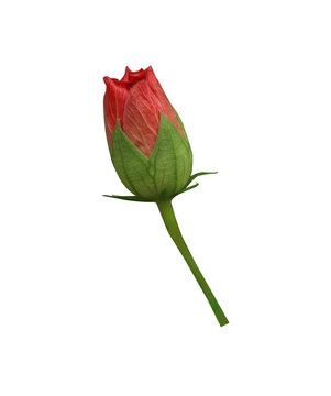  Shoe Flower or Hibiscus or Chinese rose flowers. Close up red hibiscus flower buds isolated on transparent background.