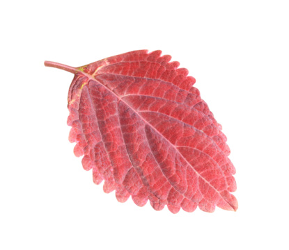  Plectranthus scutellarioides (L.) R. Br or Coleus or Painted nettle leaf. Close up red leaves isolated on transpatent background.