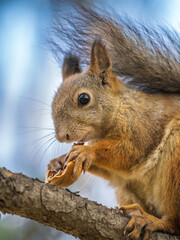 Obraz premium The squirrel with nut sits on tree in the autumn. Eurasian red squirrel, Sciurus vulgaris.